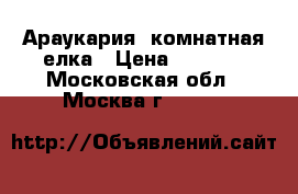 Араукария -комнатная елка › Цена ­ 1 600 - Московская обл., Москва г.  »    